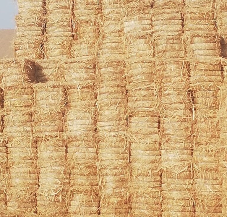 Long Rice Straw Aalaf International